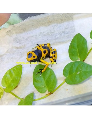 Dendrobates Leucomelas