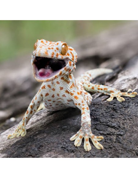 Geco Tokay (Gekko gecko)
