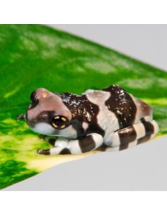 Milk Frog (Trachycephalus resinifictrix)
