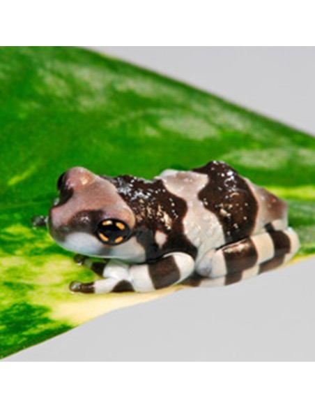 Milk Frog (Trachycephalus resinifictrix)