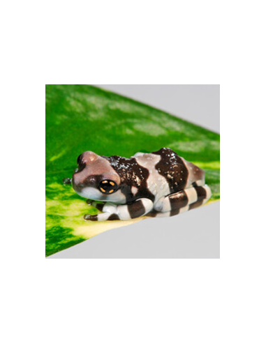 Milk Frog (Trachycephalus resinifictrix)