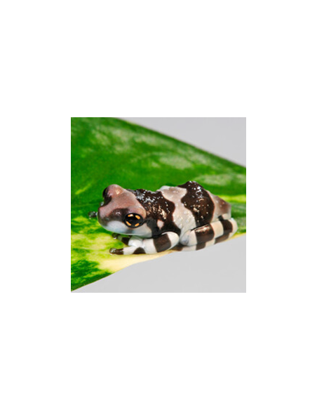 Milk Frog (Trachycephalus resinifictrix)