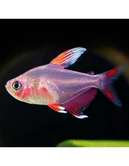 Hyphessobrycon bentosi rosaceus white edge