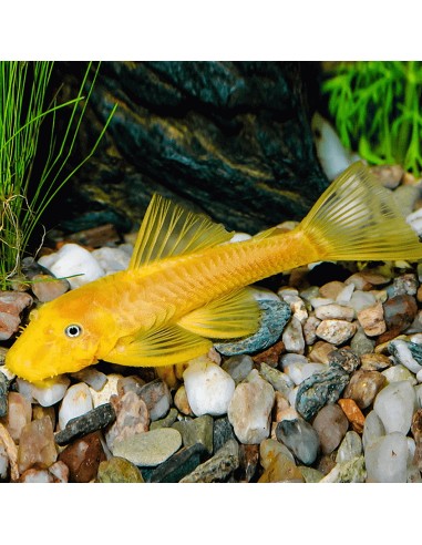 Ancistrus
