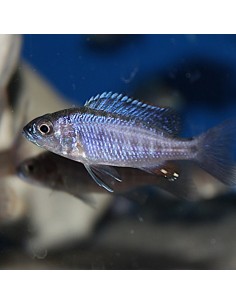 Sciaenochromis fryeri