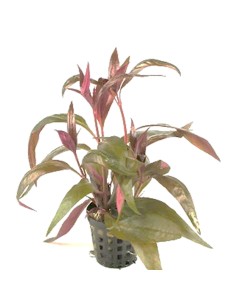 Alternanthera lilachina