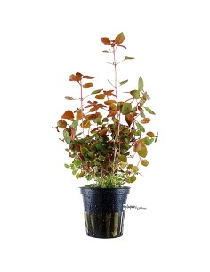 Ludwigia Palustris rossa
