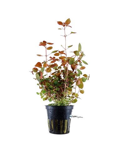 Ludwigia Palustris rossa