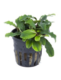 Buchephalandra 'Wavy Green'