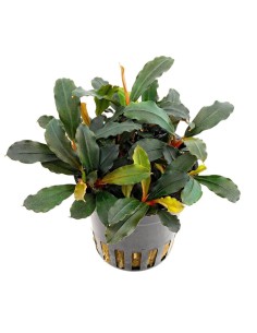 Buchephalandra Lamandau Mini Red
