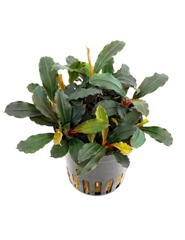 Buchephalandra Lamandau Mini Red