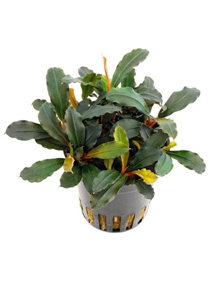 Buchephalandra Lamandau Mini Red