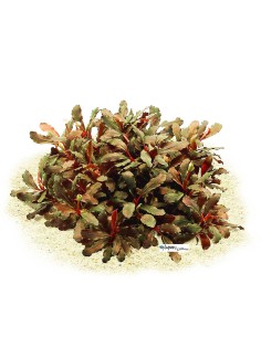 Buchephalandra Lamandau Mini Red 2