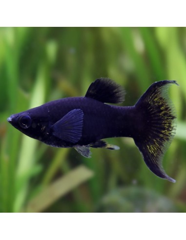 Poecilia Sphenops - Black Molly coda a lyra
