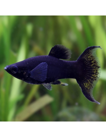 Poecilia Sphenops - Black Molly coda a lyra