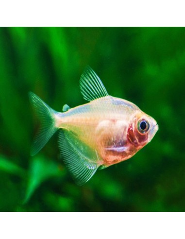 Gymnocorymbus ternetzi Gold
