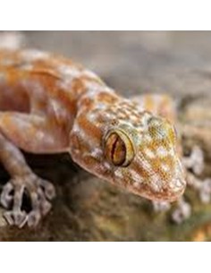 Ptyodactylus Ragazzi 2