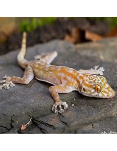 Ptyodactylus Ragazzi