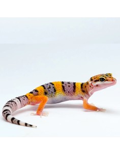 Geco leopardino 2