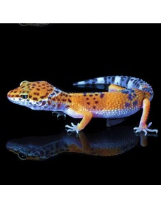 Geco leopardino