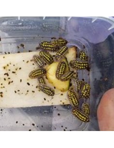 Isopode Armadillum Gestroi 2