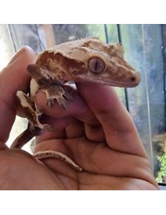 Geco Ciliatus Buckskin 2