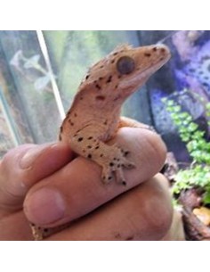 Geco ciliatus "Dalmatian" 2