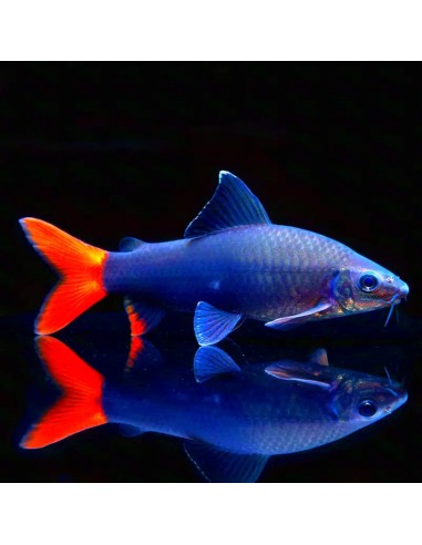 Labeo Bicolor