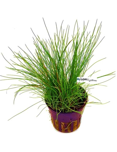 Eleocharis acicularis