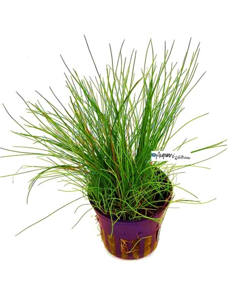 Eleocharis acicularis