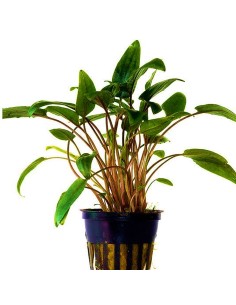 Cryptocoryne moehlmannii
