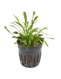 Cryptocoryne parva