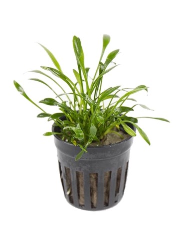 Cryptocoryne parva