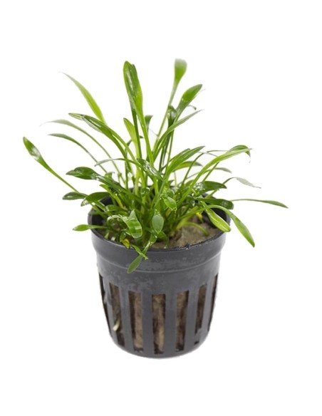 Cryptocoryne parva