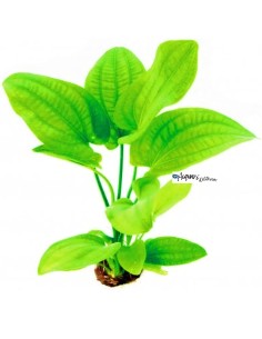 Echinodorus Radicans