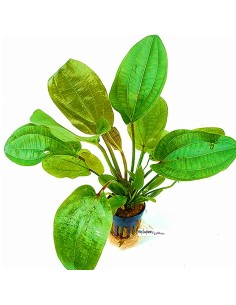 Echinodorus Harbig Rossa