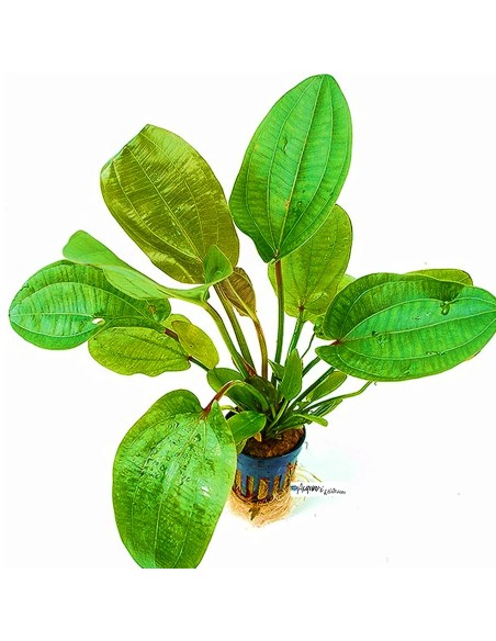 Echinodorus Harbig Rossa