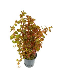 Ludwigia senegalensis "Guinea"