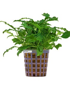 Schismatoglottis prietoi 2