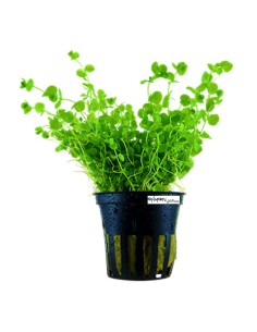 Micranthemum Umbrosum