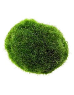 Marimo moss Cladophora Aegagropila Alga palla 2-3 cm Muschio