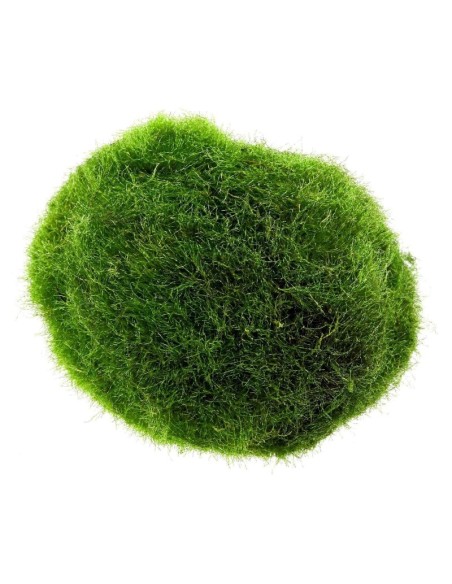 Marimo moss Cladophora Aegagropila Alga palla 2-3 cm Muschio