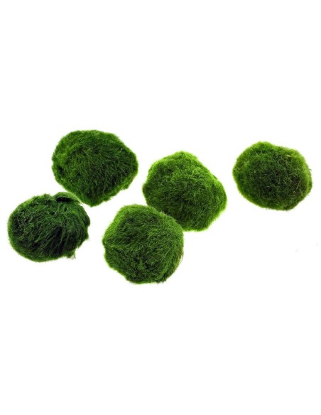 Marimo moss Cladophora Aegagropila Alga palla 2-3 cm Muschio