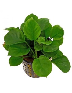 Anubias barteri "coin leaf"