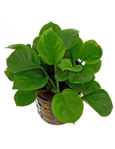 Anubias barteri "coin leaf"