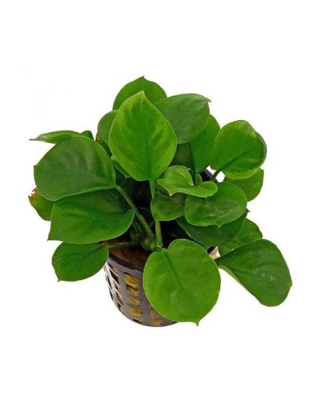 Anubias barteri "coin leaf"
