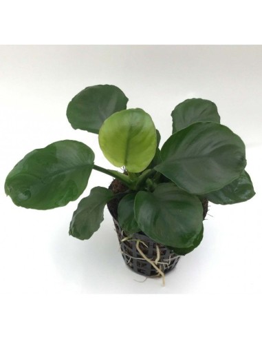 Anubias barteri "coin leaf"
