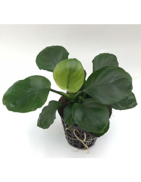 Anubias barteri "coin leaf"