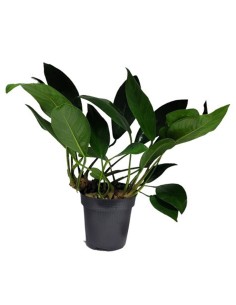 Anubias congensis round