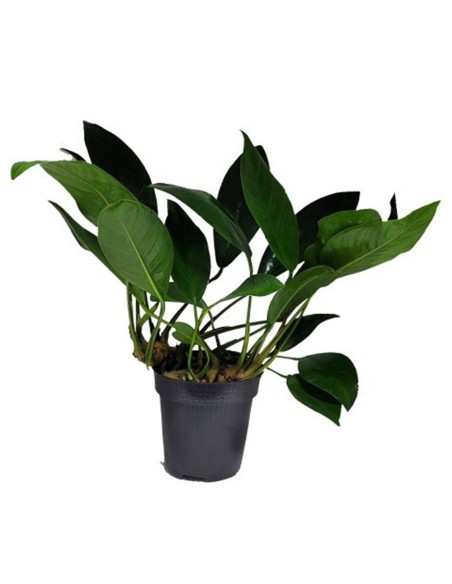 Anubias congensis round